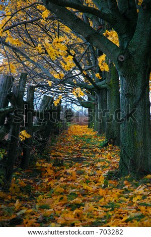 Autumn leaves have fallen, November 6, 2005, Cookstown, Ontario Canada