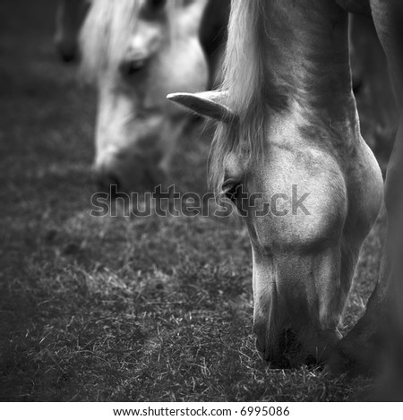 White horses feeding in pasture