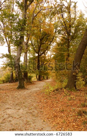 A forest path during autumn season in Budapest mountain.