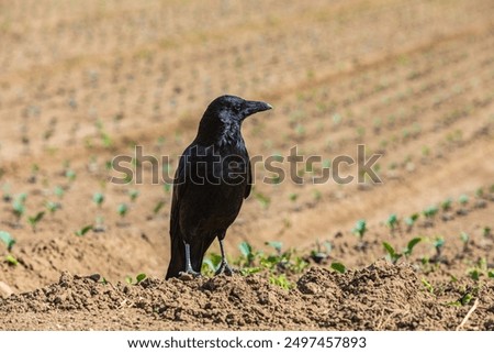 Similar – Image, Stock Photo crow sitting on a power line. bird looking to river early morning, wire line and bird silhouette, golden sunrise