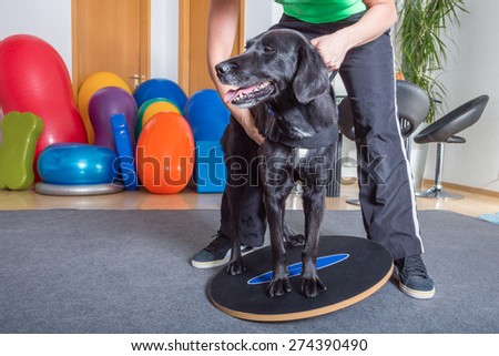 dog balance