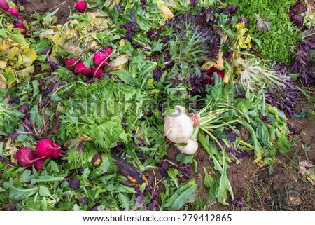 rotten vegetable on the ground