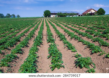 potato field with farm house in the background