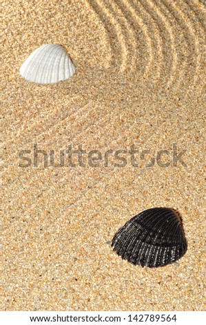 picture of bottom of sand, with lines and two shells