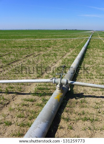 Irrigation pipes and sprinklers are laid out in a Central California farm field in early spring