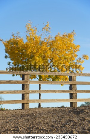 A solitary tree displaying fall colors lies behind a wooden rail fence on a Central California ranch.