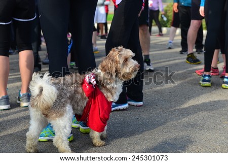 BAKERSFIELD, CA - JAN 17, 2015 This little dog is wearing his official T-shirt and is ready to start the running portion of the Rio Bravo Rumble biathlon (running and mountain biking).