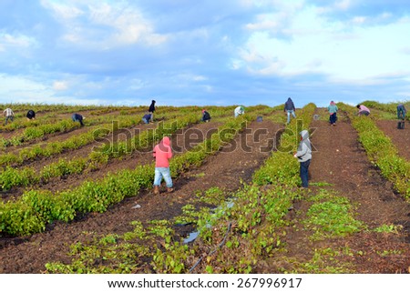 KERN COUNTY, CA - APR 8, 2015: Mexican farm workers begin early in the morning to weed and trim plants in this San Joaquin Valley vineyard.