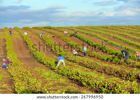 KERN COUNTY, CA - APR 8, 2015: Mexican farm workers begin early in the morning to weed and trim plants in this San Joaquin Valley vineyard.