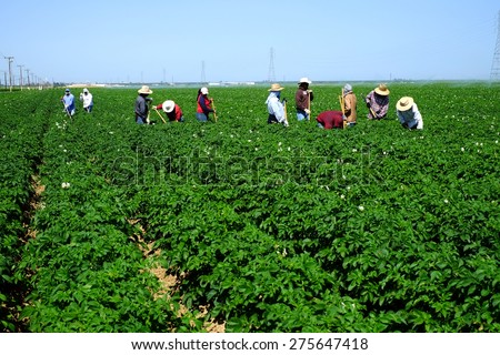 KERN COUNTY, CA - MAY 6, 2015: Mexican-American farm workers are hoeing between rows of potatoes on this large Central California farm.