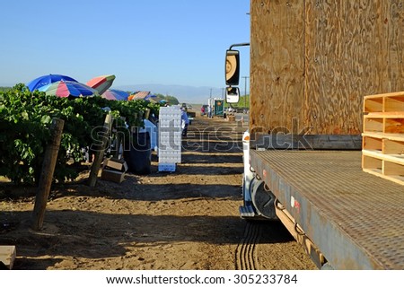 KERN COUNTY, CA - AUG 11, 2015: Mexican-American farm workers set up in a San Joaquin Valley vineyard for a day of packing table grapes into bags and boxes.