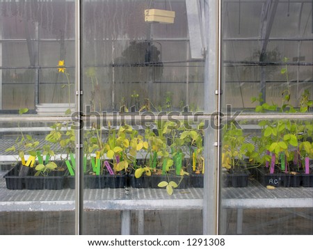 Plants in greenhouse - horizontal format