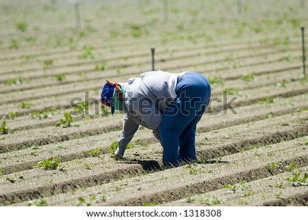 Mexican farm worker weeding in the field by hand, San Joaquin Valley, California