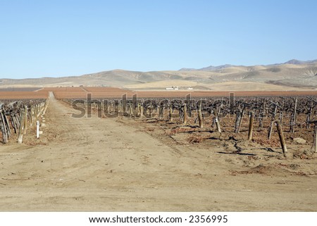 A dirt service road cuts through California vineyard in winter