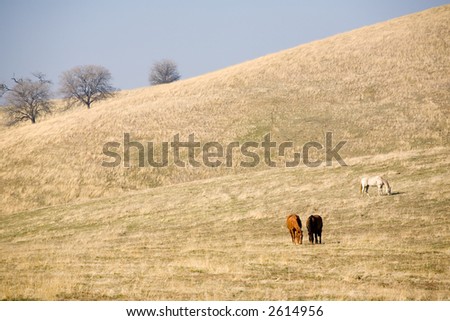 Three grazing horses in California\'s golden hills