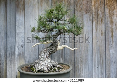 The Bonsai plant is the result of patient and skillful attention