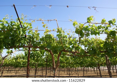 California vineyard in the very early spring season