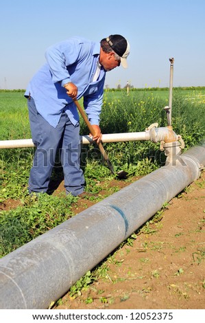 Mexican farm worker weeds around irrigation pipes, San Joaquin Valley, California