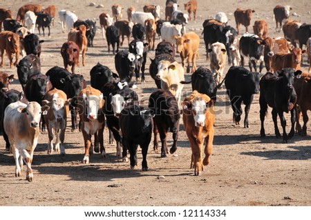 Cattle run briskly to dinner in California feed lot