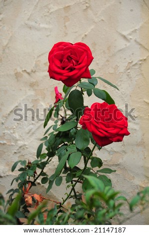 Red roses against a tan stucco background