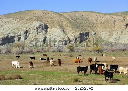 Cattle feed lot nestled against San Joaquin Valley (California) foothills