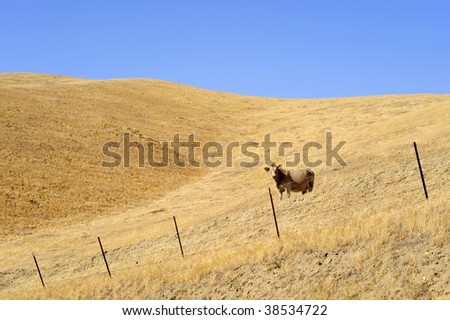 A lone cow enjoys the golden hills of a California ranch