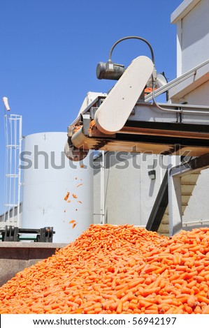 Carrot processing plant: Product coming off a conveyor belt