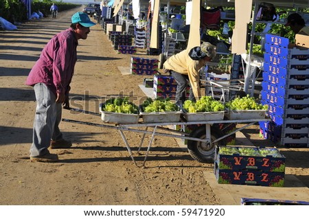 KERN COUNTY CA - AUG 21:The grape harvest is in full swing in vineyards on August 21, 2010 in Kern County, California. Farm workers pick, sort, cull and pack grapes for distribution to markets.