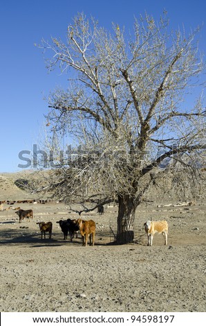 Cattle seek the cool shade of a tree at a California feed lot