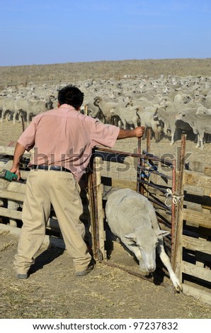 KERN COUNTY, CA - MAR 10:  A ranch hand assists in gathering and sorting shorn sheep for transporting to graze in green alfalfa fields on March 10, 2012, in Kern County, California.