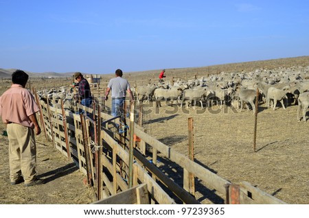 KERN COUNTY, CA - MAR 10:  Today ranch hands are gathering and sorting shorn sheep for transporting to graze in green alfalfa fields on March 10, 2012, in Kern County, California.