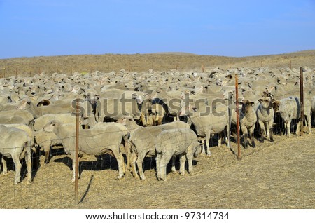 These sheep on a California ranch have just been shorn and await transportation to green alfalfa fields