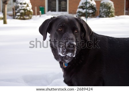 Dog with snow on the face after playing in the snow