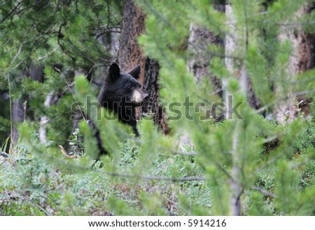 Photograph of a black bear taken in native habitat in the Rocky Mountains