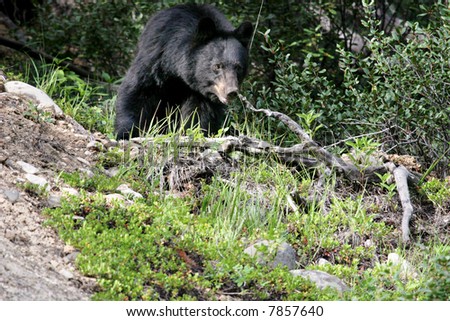 Photograph of a black bear taken in native habitat in the Rocky Mountains