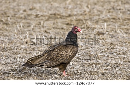 A turkey vulture on the ground scavenging