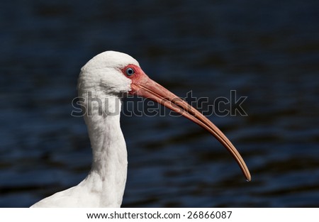 The white ibis (eudocimus albus) is common year-round in the wetlands around the southern coasts of the United States.