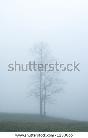 A lone tree standing tall in a foggy field.  Tennessee, USA.