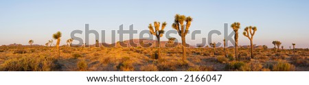 Panorama of the Joshua Trees of Joshua Tree National Park, which lies in the Mojave Desert of Southern California.