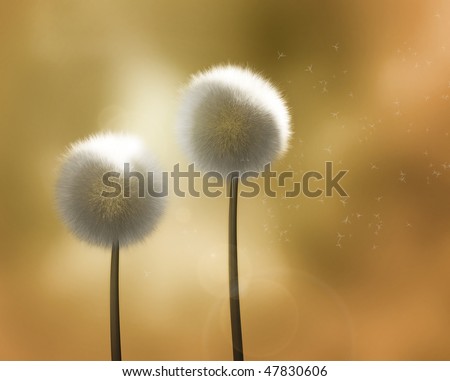 Dandelions in the Wind - Two backlit dandelion flowers in golden light, with wind blowing the seeds away.  (Realistic high-resolution render.)