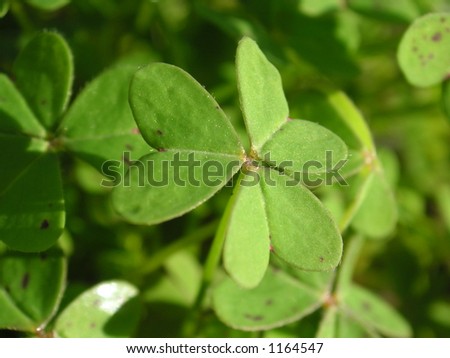 three leaf clover macro