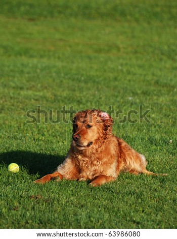 A golden retriever rests in a field during a game of fetch.