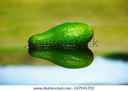 fresh local organic cucumber on pastoral reflection background in water