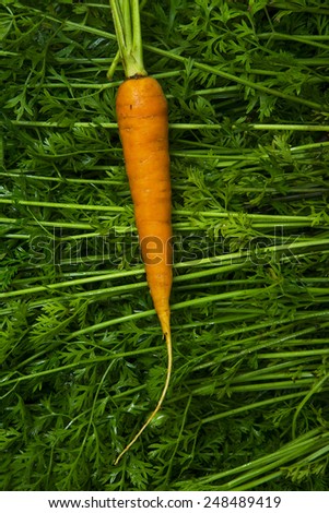 orange carrot on green carrot tops