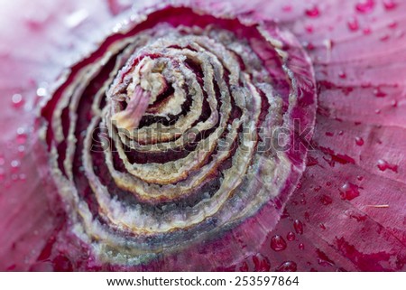 An extreme macro closeup of organic local purple whole raw onion