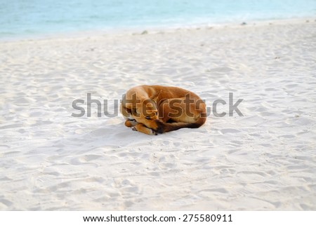 dog Ocean Beach