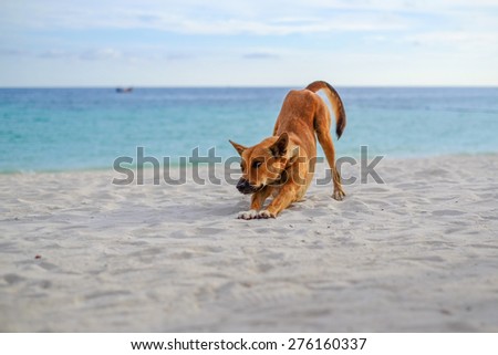 dog Ocean Beach