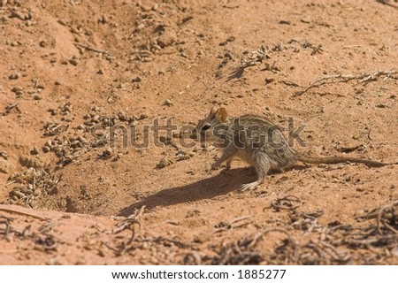 Three Striped Mouse