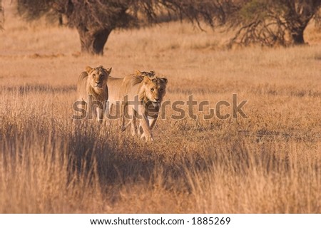 Young Lions Hunting