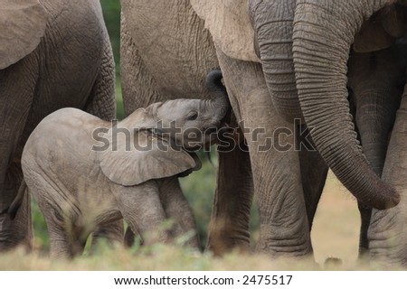 Baby Afrfican Elephant Calf between the legs of its mother and minders